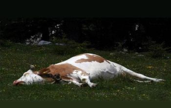 мертва корова в траві